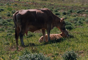 cow and lamb